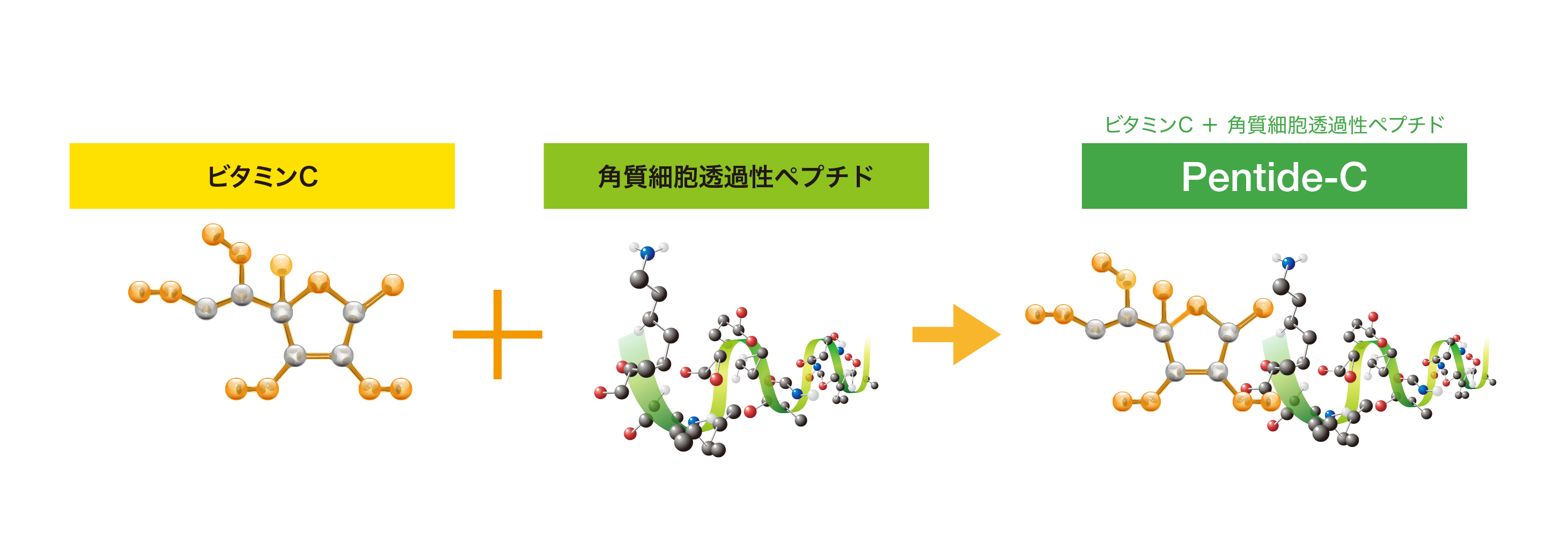 ビタミンC + 角質細胞透過性ペプチド → Pentide-C