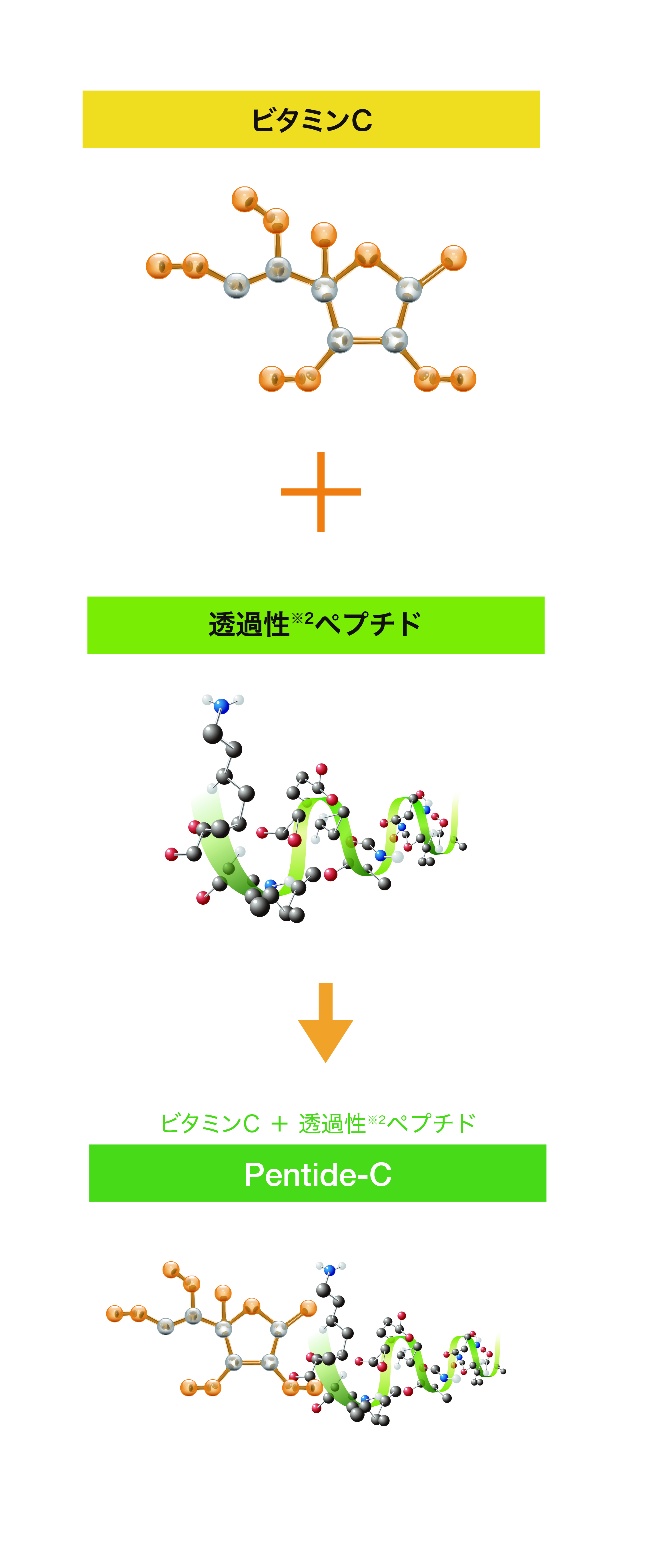 ビタミンC + 角質細胞透過性ペプチド → Pentide-C